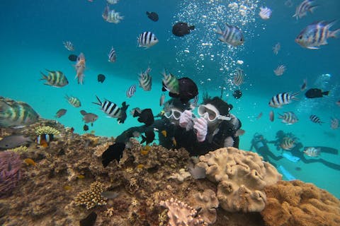 【沖縄・美ら海水族館近く】お魚いっぱいのゴリラチョップビーチで体験ダイビング（魚のエサ、写真撮影無料）
