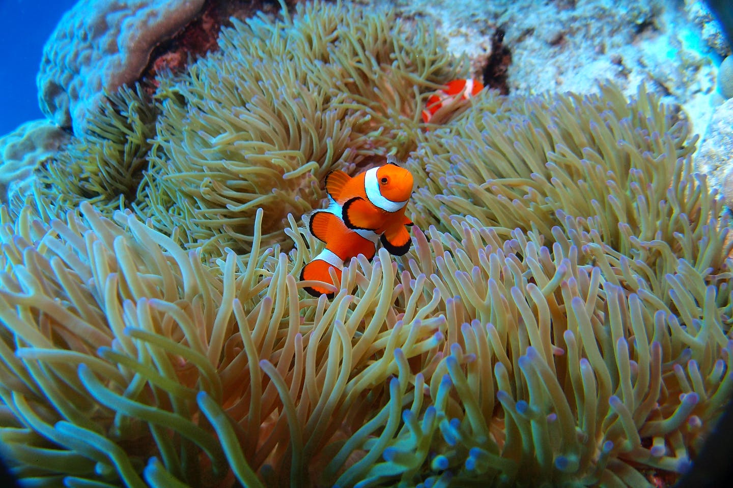 慶良間・クルージング・体験ダイビングツアー】ケラマブルーを味わえる