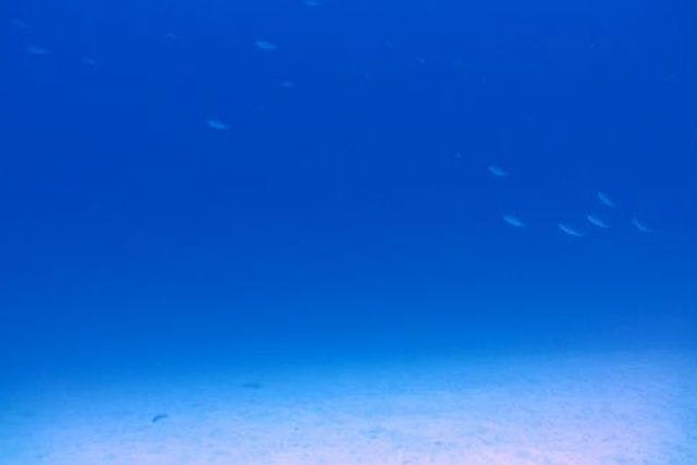 【沖縄・北部・ビーチファンダイビング】夜の神秘な海の世界へご案内！ナイトダイビングコース（レンタル器材込）