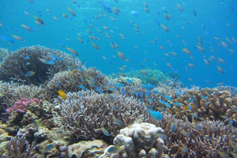 【沖縄・北部・ボートファンダイビング】ボートで瀬底島、水納島へ！3ダイブコース（レンタル器材込）