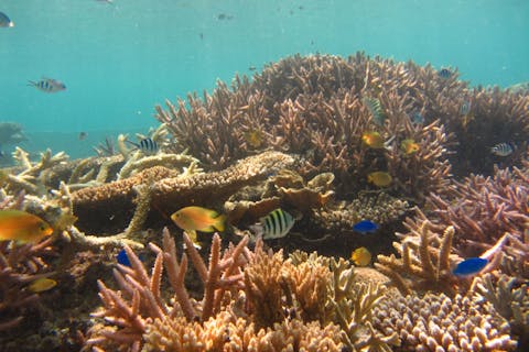 【沖縄・瀬底島・ビーチ体験ダイビング】じっくり40分潜れる！瀬底島・1ビーチ体験ダイビング