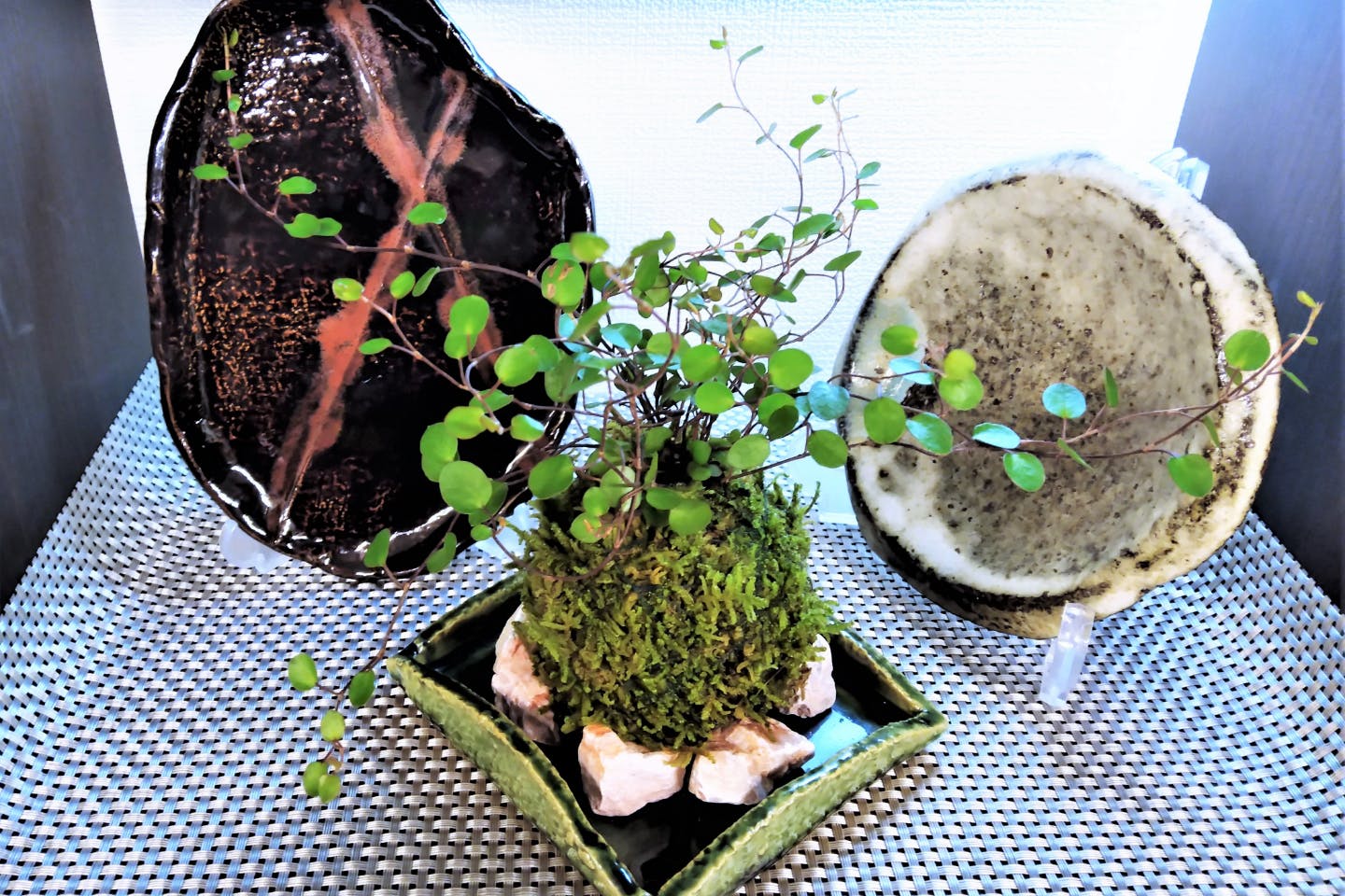 新宿 苔玉作り 手びねり 苔玉置き 小鉢など 1分 アソビュー