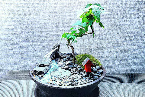 7月1日火曜日【当日予約用】 はじめての盆栽☆自然素材で飾る(装飾石