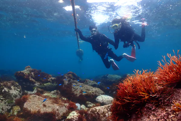 静岡・伊豆高原・体験ダイビング】カップルで楽しむ体験ダイビング