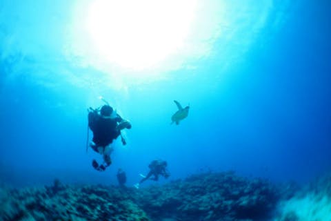 【三浦半島・ファンダイビング】海中に広がる根を見に行こう！三浦2ボートダイブ（横浜駅発）