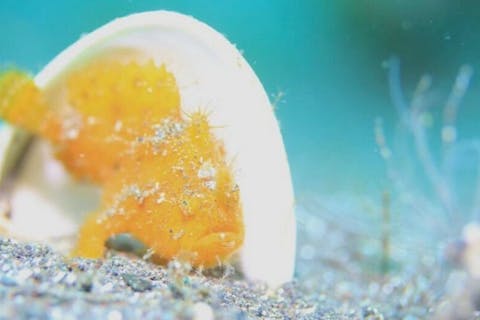 【城ヶ島・ファンダイビング】豊富な魚たちとダイナミックな地形！城ヶ島2ボートダイブ（横浜駅発）