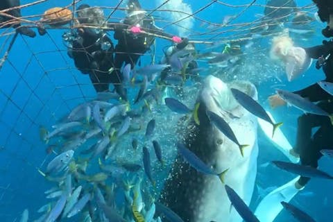 1日４便【ジンベイザメ・沖縄・感動体験ダイビング】圧倒的大迫力のジンベイザメと大興奮ダイビング！！ツアー中の写真、動画撮影も枚数制限無し込み料金！！