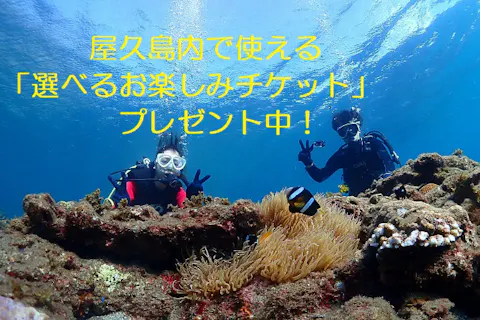屋久島に行く方ダイビングフリー券