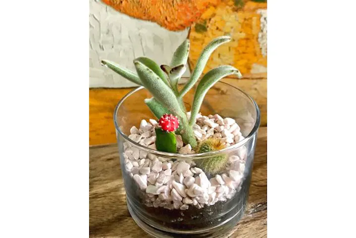 愛知 名古屋 手作り雑貨 グラスの観葉植物をつくろう グリーンインテリアにぴったり アソビュー