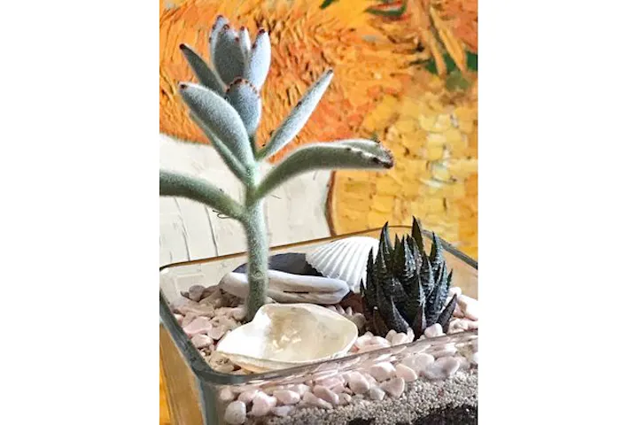 愛知 名古屋 手作り雑貨 グラスの観葉植物をつくろう グリーンインテリアにぴったり アソビュー