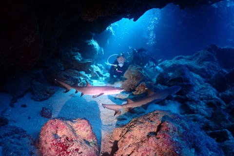 【沖縄・宮古島・ダイビング】ボートで行く体験ダイビング！（写真付・1ダイブ）