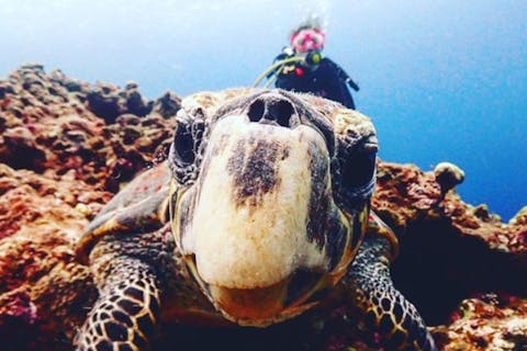 【宮古島・体験ダイビング】ダイナミックな海を体験！ボートダイビング2回（写真付）