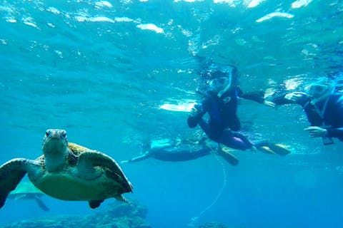 【八丈島・体験ダイビング】高確率でウミガメと会える！初めての体験ダイビング