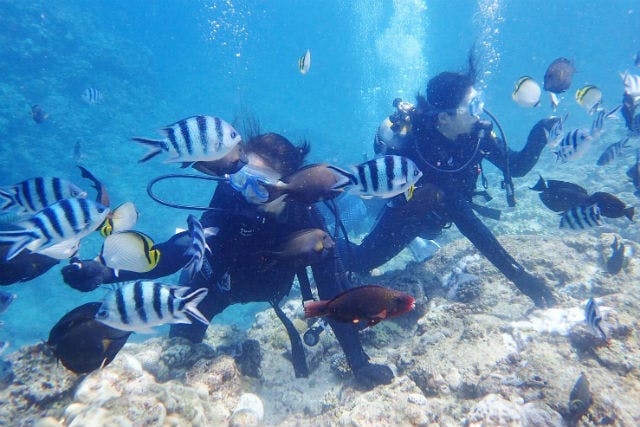 【沖縄・嘉手納・ダイビング】2回セット！色鮮やかな海生物に出会える体験ダイビング