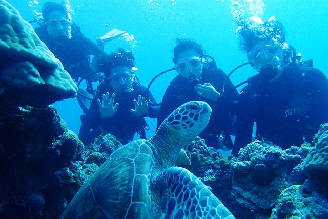 海がめさま専用！ 楽天市場】亀 ネックレス 金の通販