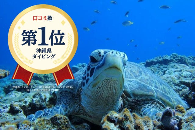 【沖縄・慶良間・体験ダイビング】1名様でのお申込はこちら！カメラレンタル無料！海がめ遭遇率大！国立指定公園、慶良間諸島半日体験ダイビング！（ダイビング2回）Google口コミ数第1位！