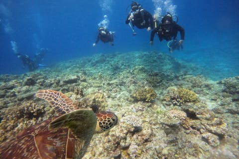 Google口コミ数第1位！【那覇発・半日・慶良間諸島】1名様専用！海ガメ遭遇率大!カメラレンタル付！初心者向け安心体験ダイビング！（2回コース）