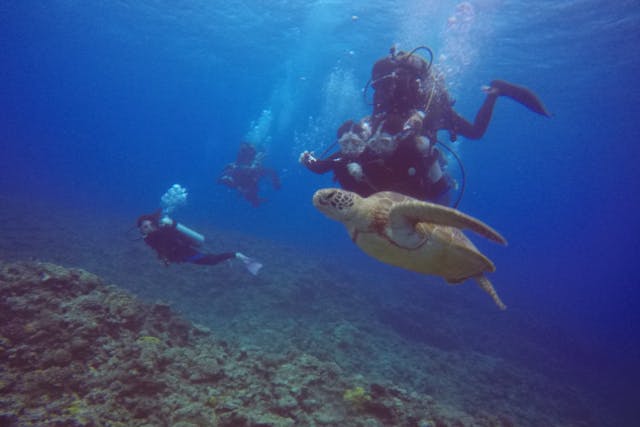 【沖縄・慶良間・体験ダイビング】1名様でのお申込はこちら！海ガメにも会える！？慶良間諸島で体験ダイビング