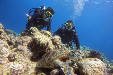Google口コミ数第1位！【沖縄・慶良間・体験ダイビング】海ガメに逢える！？レンタルカメラ無料！国立指定公園、慶良間諸島半日体験ダイビング（ダイビング1回）4名以上でお得なグループ割プラン！