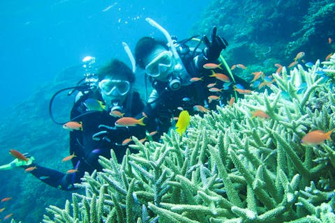 【石垣島・川平・5時間】サンゴ礁体験ダイビング(1ダイブ)&マンタシュノーケリング＜3名以上ガイド貸切＞★ランチ付き ★写真プレゼント