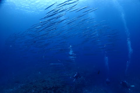 宮古島 体験ダイビングツアー 料金比較 予約 アソビュー
