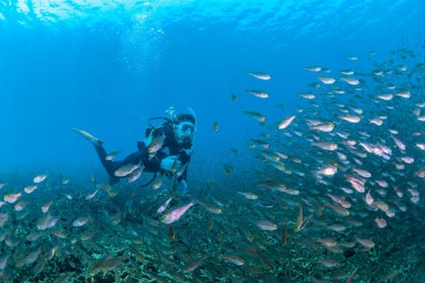 【九州・鹿児島・ファンダイビング】東シナ海の透明度の高い青い海でまったり2ビーチファンダイビング（ライセンス所持者）