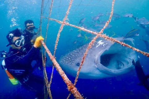 【沖縄・ジンベエザメ・体験ダイビング】世界最大の魚類ジンベイザメ！100％の感動と200％の興奮！ガイド貸切！大人気GoPro写真＆動画無料！