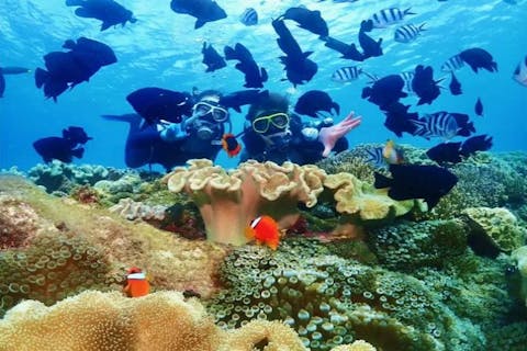 【沖縄・北谷・サンゴ礁・体験ダイビング】サンゴ礁と熱帯魚の餌付け満喫！ガイド貸切！GoPro写真＆動画無料！口コミ＆写真高評価！