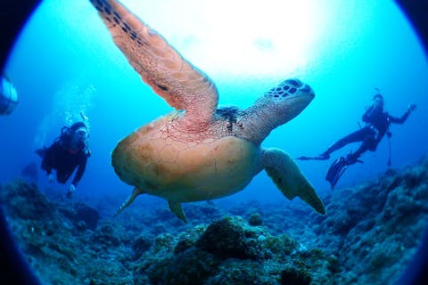 【沖縄・石垣島・体験ダイビング】人気者に会いに行こう！マンタ+ウミガメ+サンゴ礁体験ダイビング（半日）