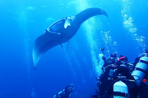 【沖縄・石垣島・体験ダイビング】人気者に会いに行こう！マンタ+ウミガメ+サンゴ礁体験ダイビング（1日）