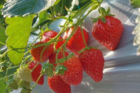 マイカー来店必須【いちご狩り付・黒毛和牛BBQ・兵庫】特選A4牛もも肉＆いちご狩り（40分間）のスッキリセットプラン！