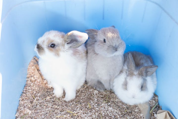 岐阜 中津川 牧場体験 うさぎや子ひつじとふれあい体験 かわいい動物たちへの餌やりプラン アソビュー