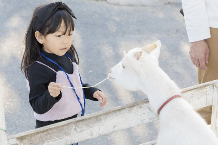 岐阜 中津川 牧場体験 うさぎや子ひつじとふれあい体験 かわいい動物たちへの餌やりプラン アソビュー