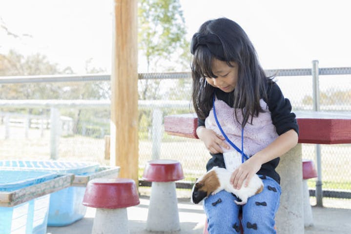 岐阜 中津川 牧場体験 うさぎや子ひつじとふれあい体験 かわいい動物たちへの餌やりプラン アソビュー