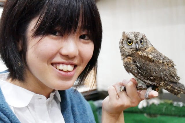 茨城 フクロウカフェ はじめての方にオススメ ふくろうたちを知る60分コース アソビュー