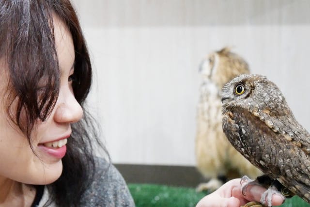 茨城 フクロウカフェ はじめての方にオススメ ふくろうたちを知る60分コース アソビュー