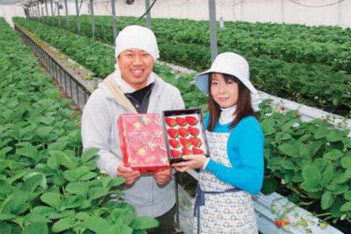 立花いちご農園 ネット予約ならアソビュー 立花いちご農園 ネット予約ならアソビュー
