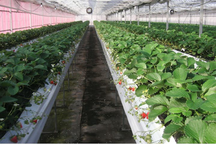 立花いちご農園 ネット予約ならアソビュー 立花いちご農園 ネット予約ならアソビュー