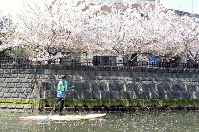 【神奈川・逗子・湘南・SUP】春には海から川へお花見に…！SUPベーシック・漕ぎ力UPでロングクルージングに出掛けよう！（写真撮影付き）