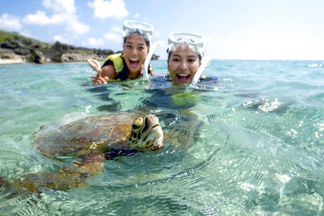 【シュノーケリング・沖縄・宮古島】遭遇率９８％以上！ウミガメと泳げるシュノーケリングツアー！温水シャワー、ドライヤー完備