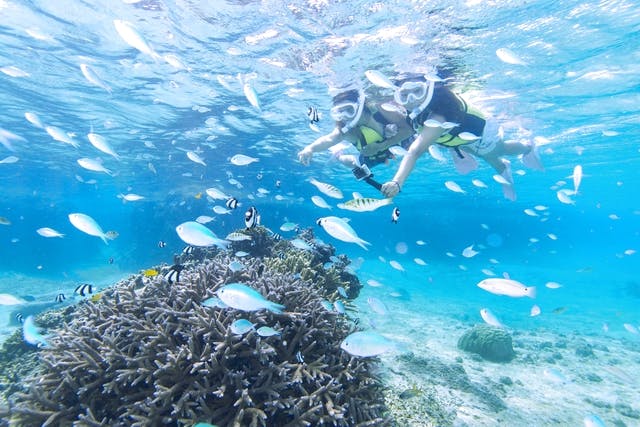 シュノーケリング 沖縄 宮古島 ３歳から参加ok サンゴとお魚を楽しむシュノーケルツアー 温水シャワー ドライヤー完備 アソビュー