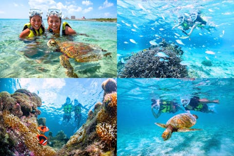 ＼宮古ブルーの決定版／ウミガメ×お魚＆サンゴの２ポイント冒険ツアー｜再チャレンジ無料保証｜GoPro写真＆動画無料｜温水シャワー、ドライヤー完備
