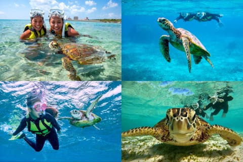 ＼ウミガメ完全制覇／ウミガメと2回泳ごうシュノーケルツアー｜再チャレンジ無料保証｜GoPro写真＆動画無料｜温水シャワー、ドライヤー完備