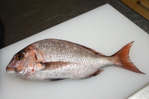 石川 七尾 料理教室 自分でさばいた魚をお刺身で食べよう 魚のさばき方体験 アソビュー