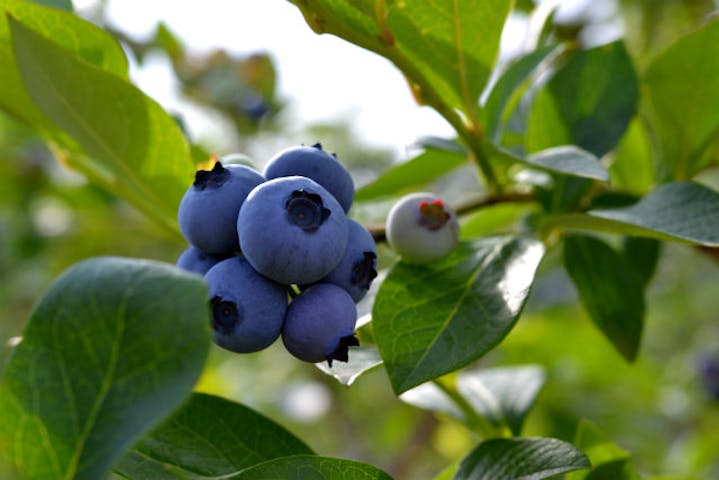 つくばブルーベリーゆうふぁーむ