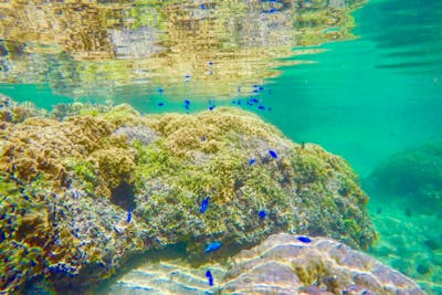 沖縄・シュノーケリング】完全貸切＆ツアー中の写真を無料プレゼント