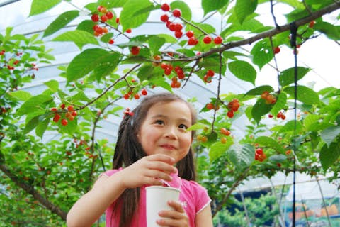 【熊本・阿蘇・さくらんぼ狩り】九州では珍しいさくらんぼ狩り！