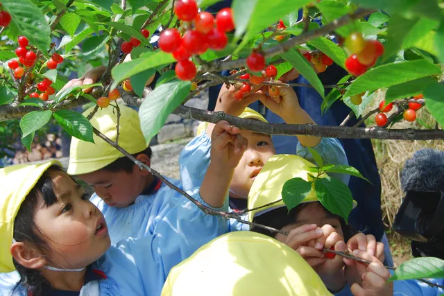 熊本 阿蘇 さくらんぼ狩り 九州では珍しいさくらんぼ狩り アソビュー