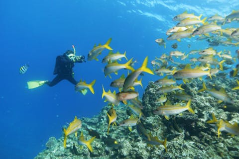 【沖縄・石垣島・素潜り】体験スキンダイビングで美しい海中を自由に楽しもう！市街地エリア送迎無料！