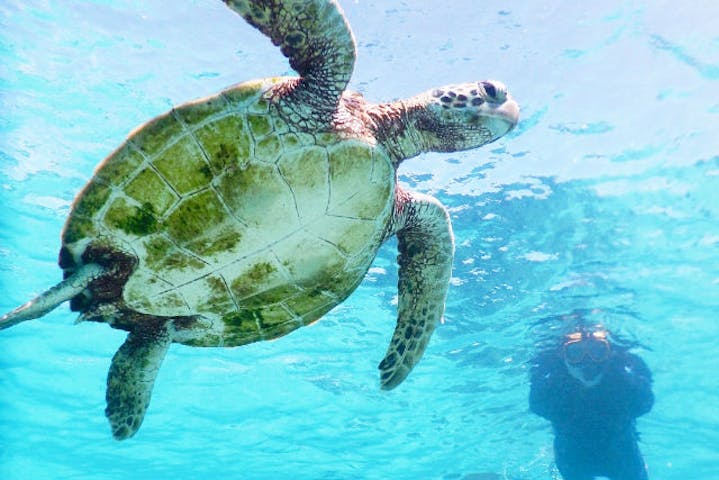 SEA ENJOY（シーエンジョイ）